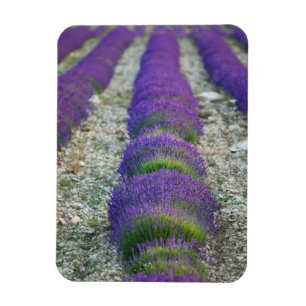 Íman Campo de lavanda, Provença, França