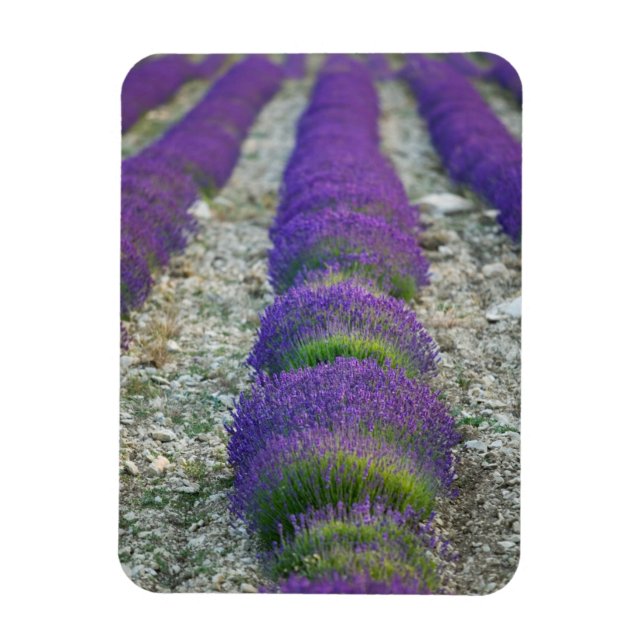 Íman Campo de lavanda, Provença, França (Vertical)