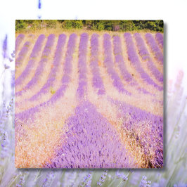 Íman Campo de Lavanda Provença França Ímã