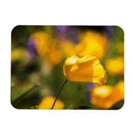 Íman Campo de papoila dançante