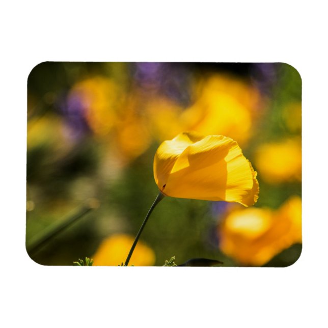 Íman Campo de papoila dançante (Horizontal)