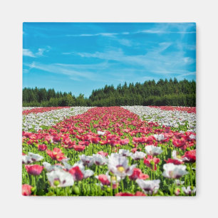 Íman Campo de preenchimento branco e vermelho