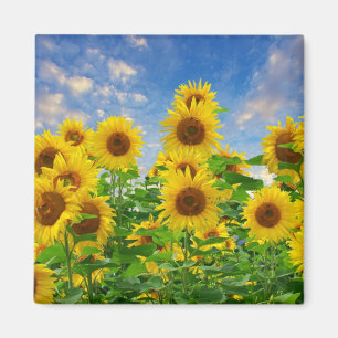 Íman Campo de Sunflower