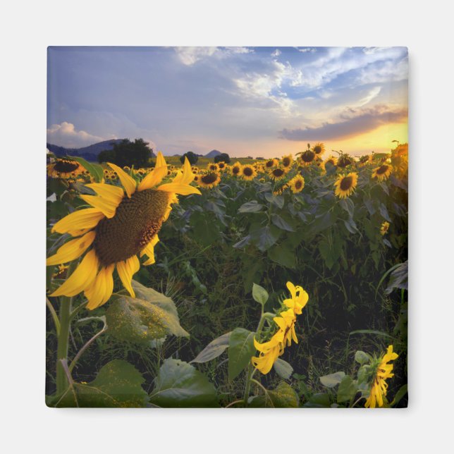 Íman Campo de Sunflower Blooming (Frente)