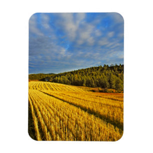 Íman Campo de trigo após a colheita