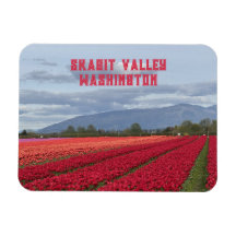 Campo de Tulipas do Vale de Skagit, Estado de Wash