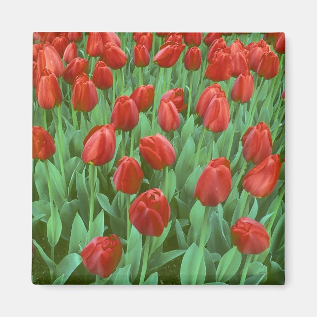 Íman Campo de tulipas floresce na primavera. (Frente)