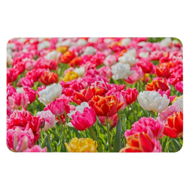 Íman Campo de Tulipas Magnet (Horizontal)