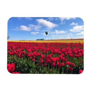 Íman Campo de Tulipas Vermelho e Amarelo com Balão de A