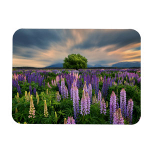 Íman Campo do Lupin em Nova Zelândia