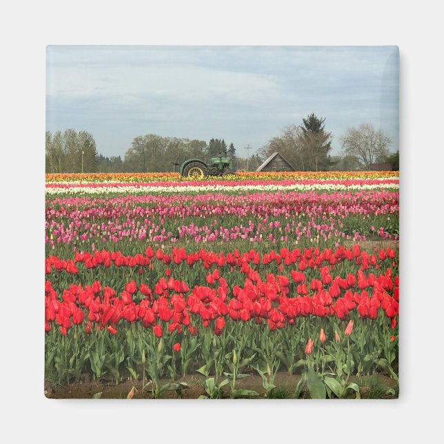 Íman Campo Tulip com Trator e Barn (Frente)