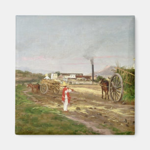 Íman Camponeses que recolhem o cana-de-açúcar