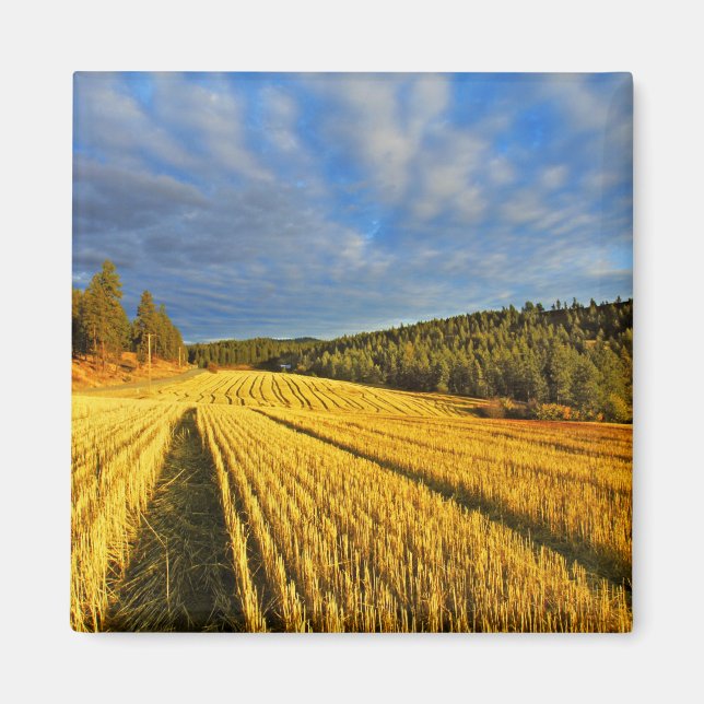 Íman Campos De Trigo Após Colheita (Frente)