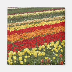 Íman Campos de Tulipa, perto de Tapanui, West Otago, Su