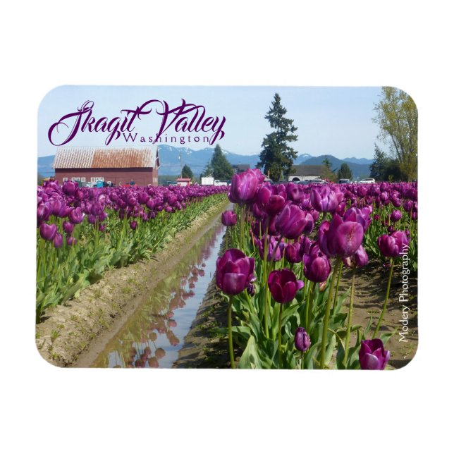 Íman Campos de Tulipas (Roxo) e Barn (Vale de Skagit) (Horizontal)