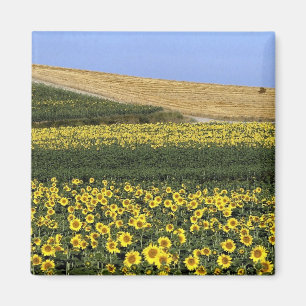 Íman Campos do girassol, Toscânia, Italia