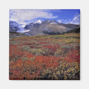 Íman Canadá, Alberta, Banff NP. Mirtilos fornecem
