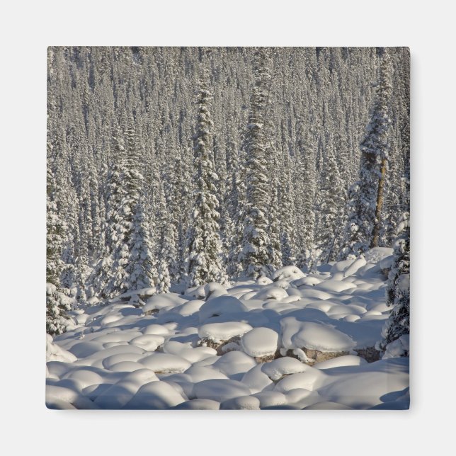 Íman Canadá, Alberta, Parque Nacional Jasper. (Frente)