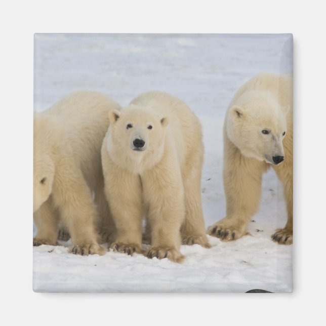 Íman Canadá, Baía de Hudson. Mãe ursa polar com dois (Frente)
