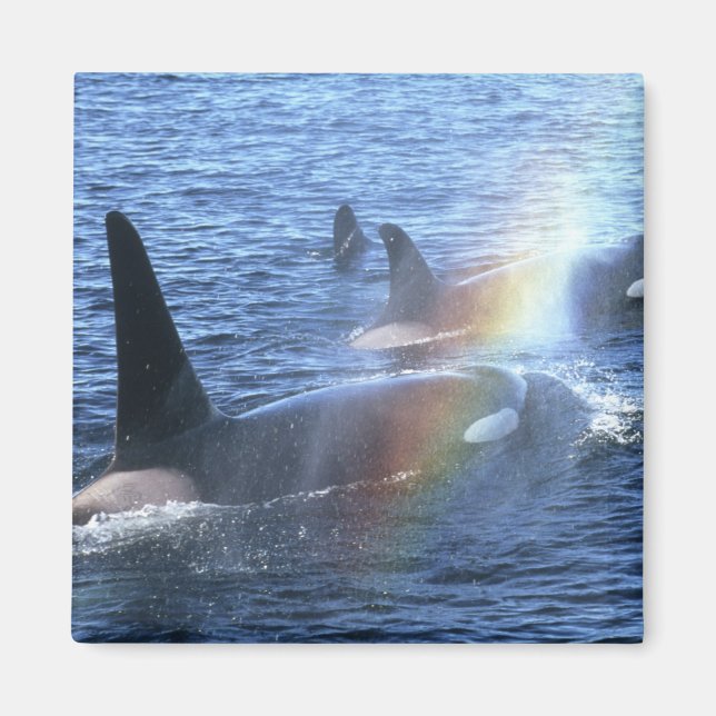 Íman Canadá, Colúmbia Britânica, Hetero Johnstone, (Frente)