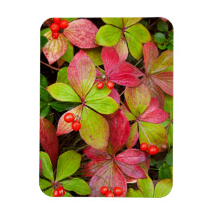 Íman Canadá, Colúmbia Britânica, Monte Robson