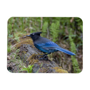 Íman Canadá: Colúmbia Britânica, Yoho NP, charneca-azul