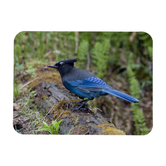 Íman Canadá: Colúmbia Britânica, Yoho NP, charneca-azul (Horizontal)