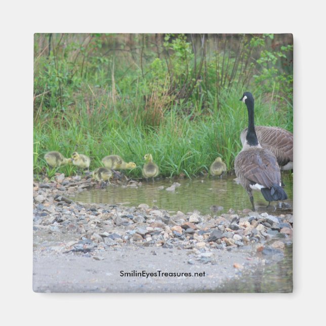 Íman Canada Geese Mãe Babies Nature Photo Magnet (Frente)