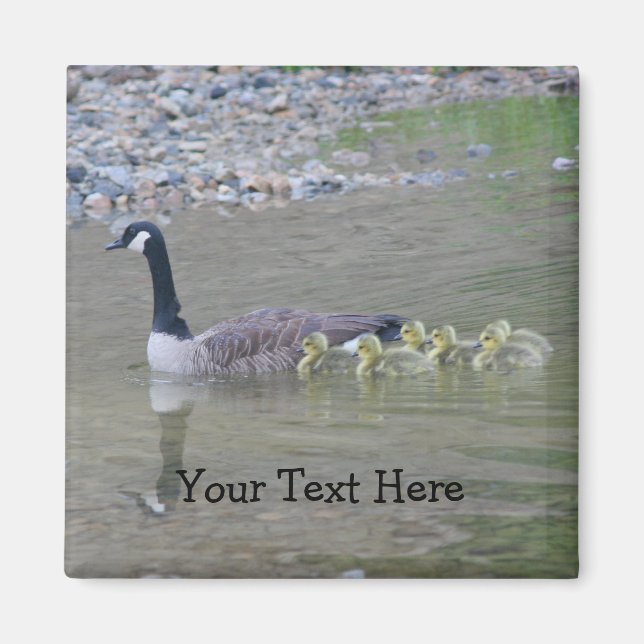 Íman Canada Geese Mãe Babies Nature Photo Magnet (Frente)
