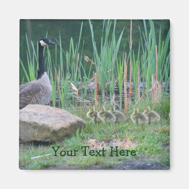 Íman Canada Geese Mãe Babies Nature Photo Magnet (Frente)
