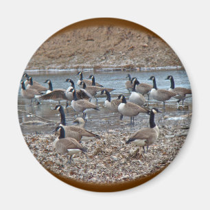 Íman Canadá Geese no Reservatório de Lane Verde