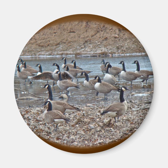 Íman Canadá Geese no Reservatório de Lane Verde (Frente)