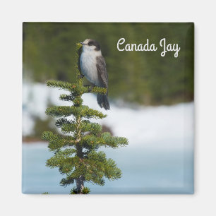 Íman Canada Jay