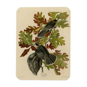 Íman Canada Jay (Cinza Jay) - Audubon's Birds of Americ