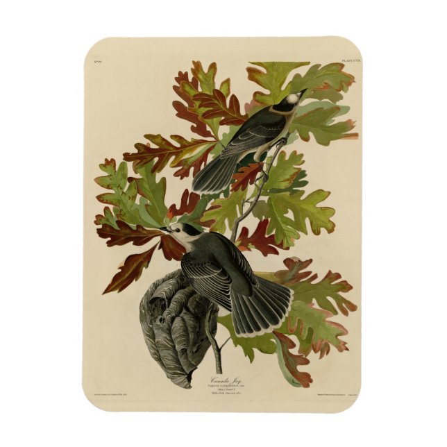 Íman Canada Jay (Cinza Jay) - Audubon's Birds of Americ (Vertical)