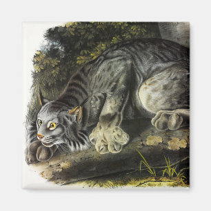 Íman Canada Lynx (Lynx Canadensis) (Lynx canadense)