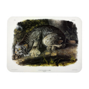Íman Canada Lynx (Lynx Canadensis) (Lynx canadense)