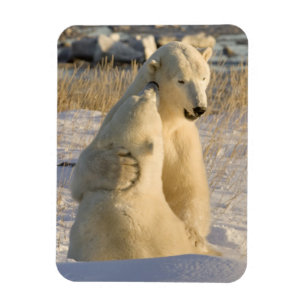 Íman Canadá, Manitoba, Baía de Hudson, Churchill.