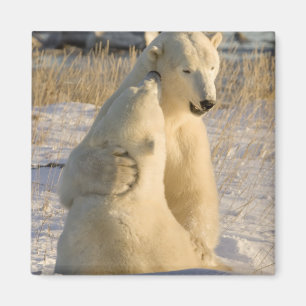 Íman Canadá, Manitoba, Baía de Hudson, Churchill.