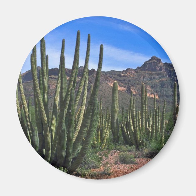 Íman Canalizações De Órgãos No Deserto (Frente)