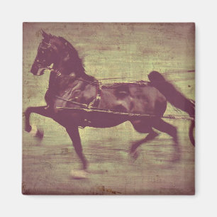 Íman Canção de Saddlebred