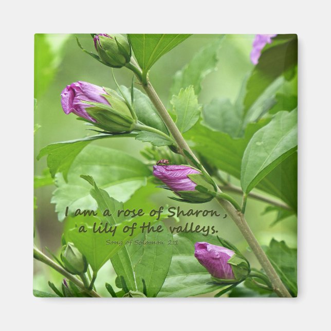 Íman Canção de Salomão 2:1 (Frente)