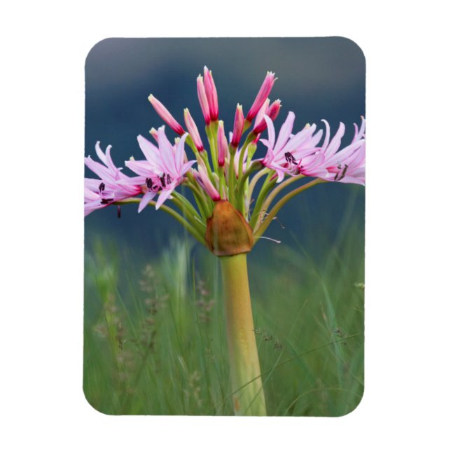 Íman Candelabra Flower (Brunsvigia Radulosa), Umgeni (Vertical)