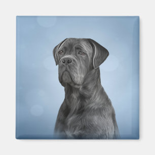Íman Cane Corso - Mastiff Italiano