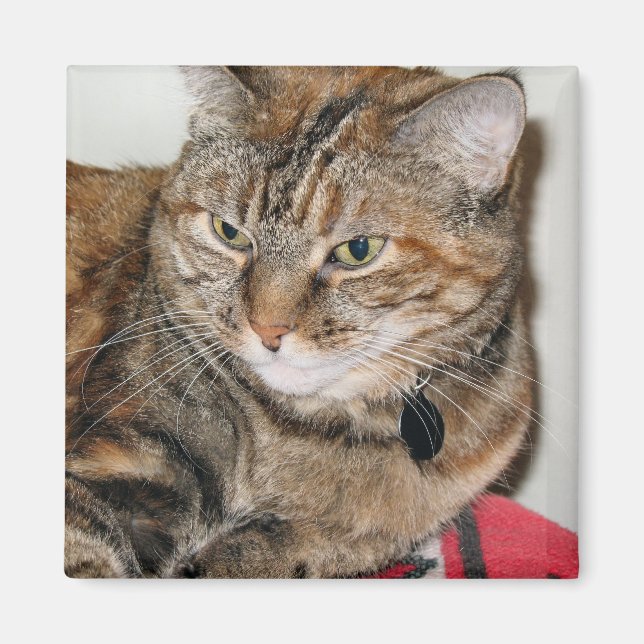 Íman Canela do Gato (Frente)