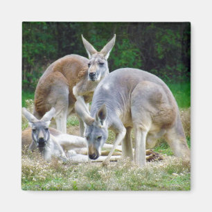 Íman Cangurus australianos que relaxam no Sun