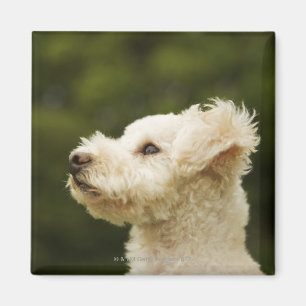 Íman Caniche 2 (brancos)