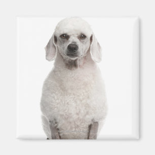 Íman Caniche (bebê de um ano)
