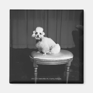 Íman Caniche branca que senta-se no tamborete B&W