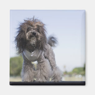 Íman caniche de brinquedo que veste o t-shirt